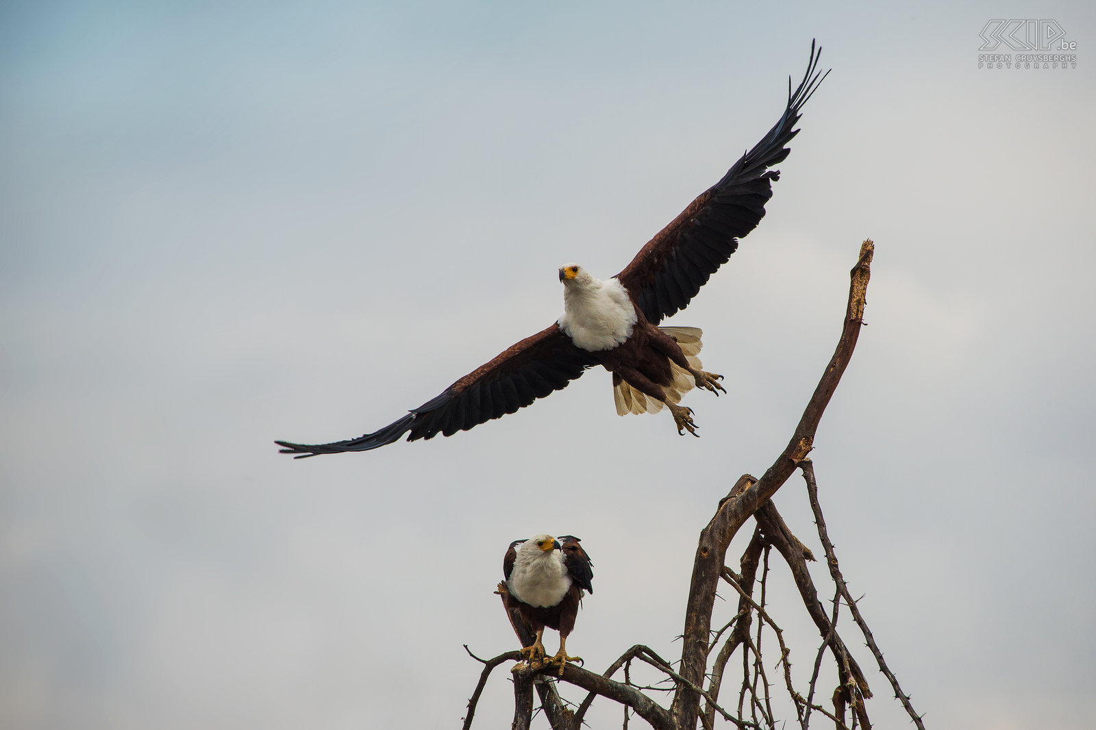 Lake Naivasha - Fish eagles  Stefan Cruysberghs